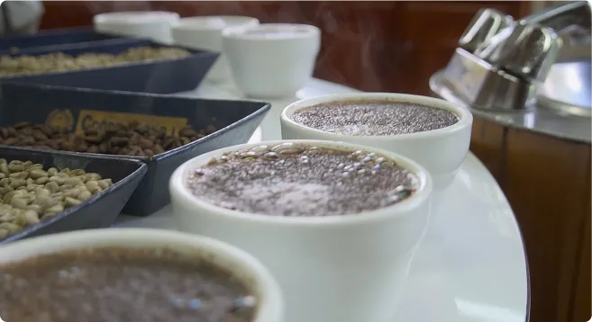 tazas de café durante el proceso de catación