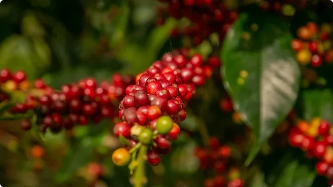bandola repleta de granos de café maduro